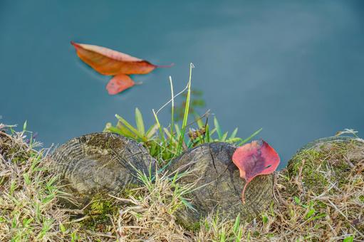 池に浮く落ち葉 池に浮く落ち葉の写真