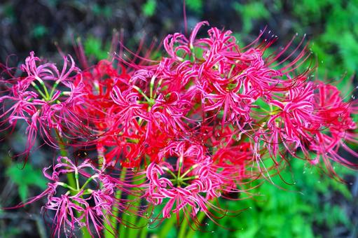 彼岸花1(神奈川・横浜市内にて) 彼岸花1(神奈川・横浜市内にて) 彼岸花,マンジュシャゲ,秋の写真素材