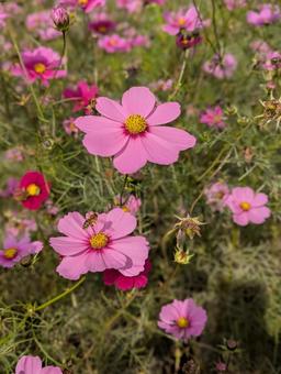 秋桜と三菱 コスモス畑,花,秋の風景の写真素材