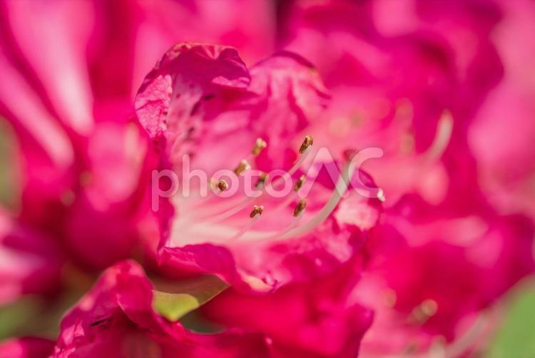 春に咲く鮮やかなつつじの花 東京,武蔵野市,春の写真素材