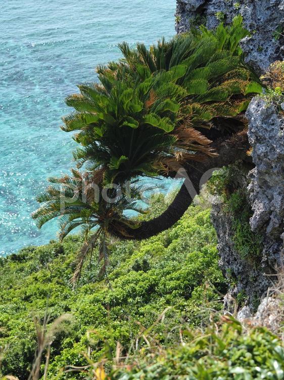 宮城島の風景 沖縄,観光,旅の写真素材
