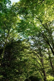 森の木々の木漏れ日 森の木々の木漏れ日 木漏れ日,森,木の写真素材
