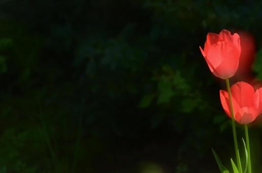 春の花：チューリップ1 植物,チューリップ,草花の写真素材