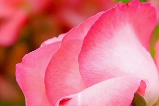 きれいな薔薇の花びら  きれいな薔薇の花びら  ローズガーデン,ピンク,バラの写真素材