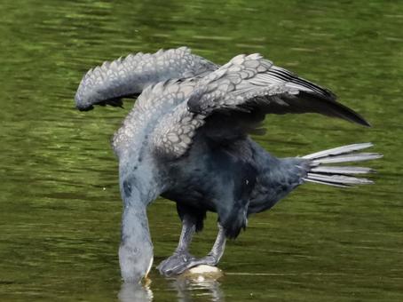 水を飲むカワウ 水を飲むカワウの写真