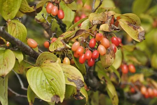 サンシュユ② サンシュユ② サンシュユ,実,赤の写真素材