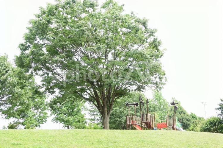 日差し差し込む公園 公園,遊具,日差しの写真素材