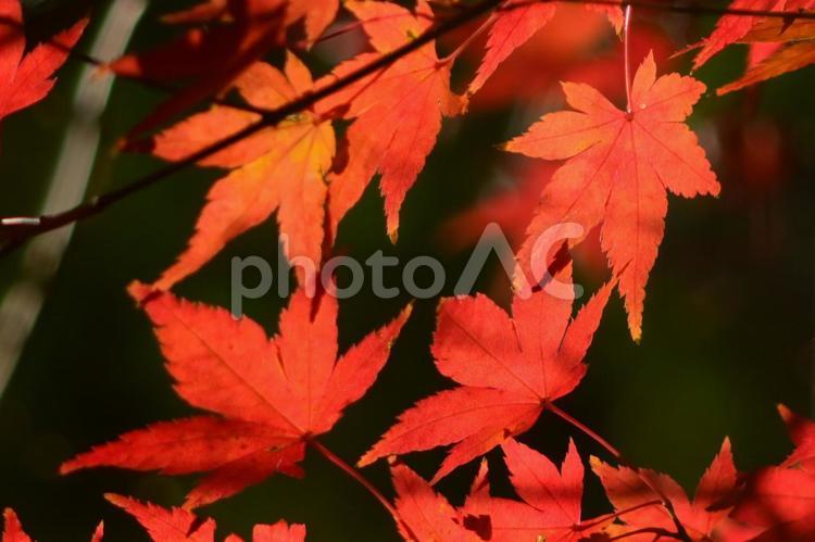 紅葉　紅葉　モミジ　秋の写真　秋の一枚 秋,赤,秋晴れの写真素材