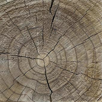 Photo, rings, wood, cross section, 