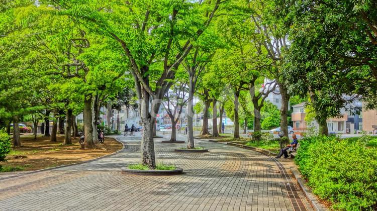 公園通り並木道 公園,並木通り,風景の写真素材