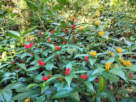 自然の南天の木 南天,植物,なんてんの写真素材