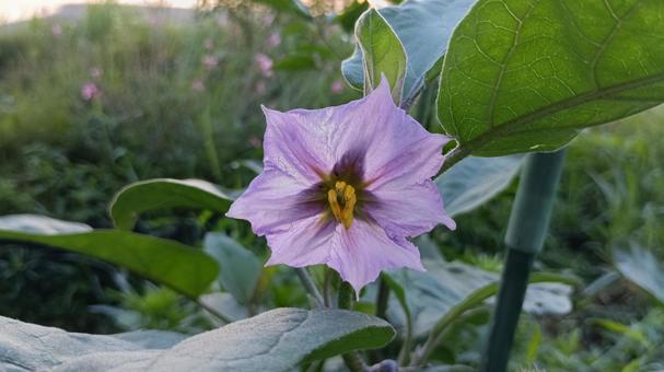 家庭菜園の茄子の花 家庭菜園の茄子の花の写真