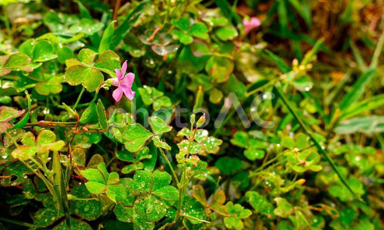 水滴がついたイモカタバミの葉 イモカタバミ,カタバミ,水滴の写真素材