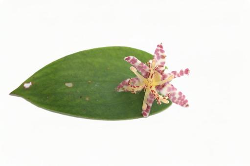 白背景にホトトギスの花と葉 白背景にホトトギスの花と葉 ホトトギス,山野草,花の写真素材
