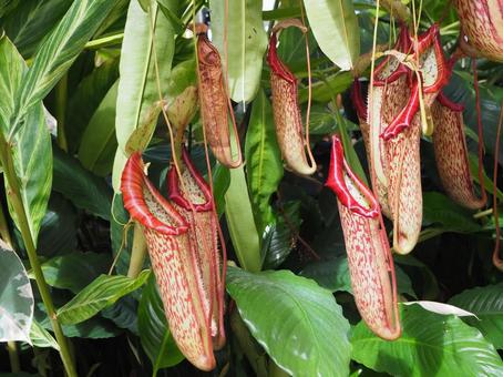 ハワイの植物1 ハワイの植物1の写真