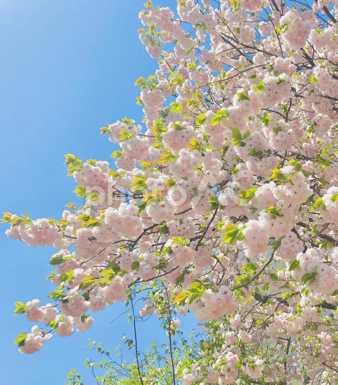 八重桜の木 八重桜,ヤエザクラ,八重桜の木の写真素材
