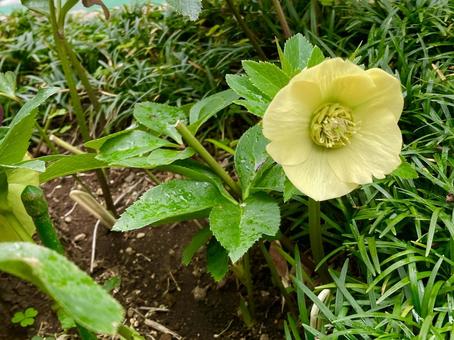 yellow christmas rose, JPG