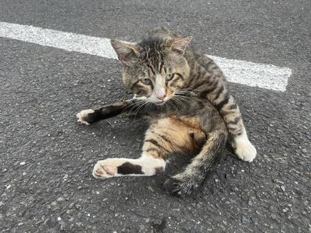 道の真ん中で毛繕いする猫3 道の真ん中で毛繕いする猫3の写真
