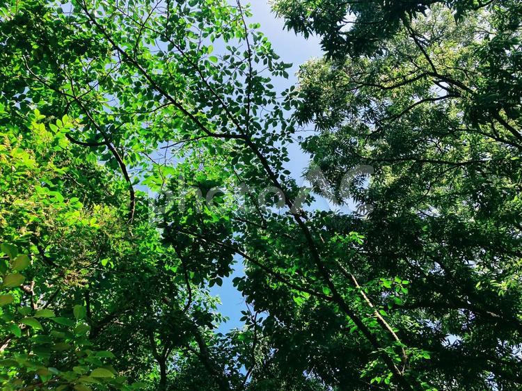 木漏れ日 木漏れ日,木,自然の写真素材