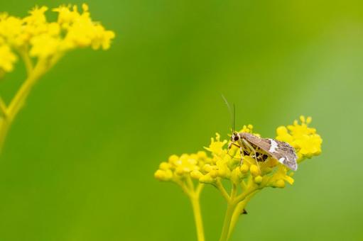 Photo, moth, white-banded moth, insect, 