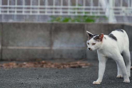 フェンスから引き返して歩き始める牛柄猫 フェンスから引き返して歩き始める牛柄猫 牛柄猫,cawcat,ハチワレ猫の写真素材