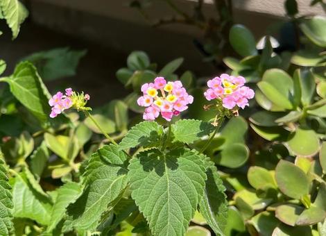 小さなアジサイ 小さなアジサイ 緑,若葉,樹木の写真素材