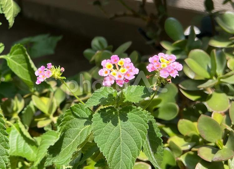 小さなアジサイ 緑,若葉,樹木の写真素材