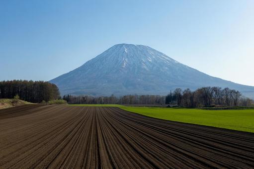 春の畑と羊蹄山 春の畑と羊蹄山の写真