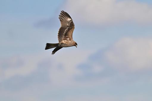 Black Kite, JPG