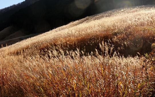 仙石原のススキ 仙石原,ススキ,すすきの写真素材