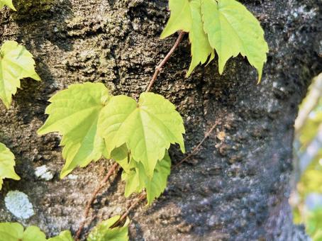 Green leaves of ivy growing on trees, JPG