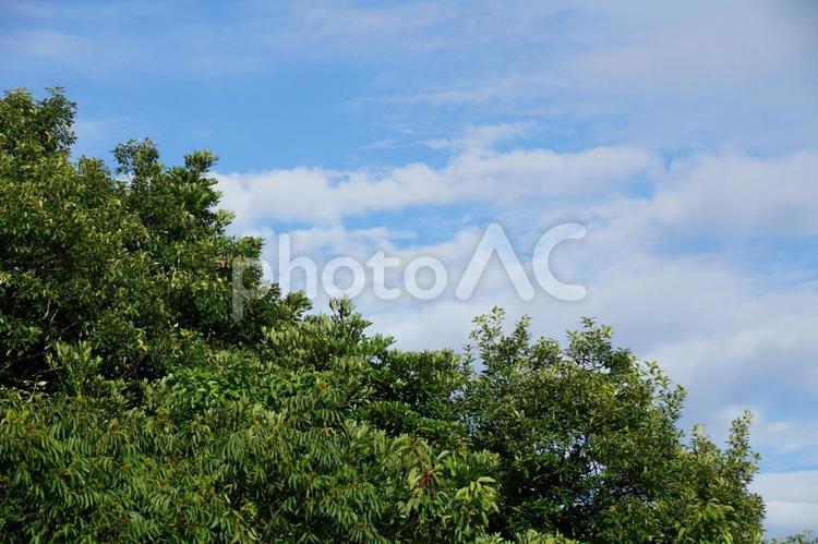 自然の風景 太陽,夏,夏空の写真素材