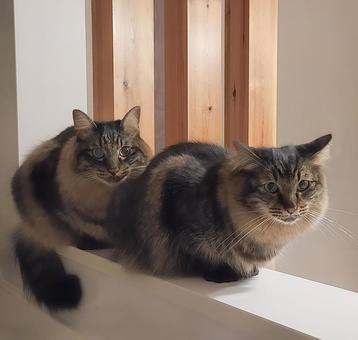 きょうだい猫 猫,ねこ,ふわふわの写真素材