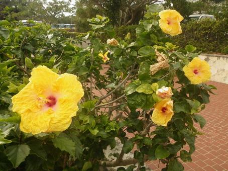 ハイビスカス ハイビスカス,花,植物の写真素材