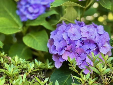 長谷のあじさい 長谷のあじさい 紫陽花,夏,長谷寺の写真素材