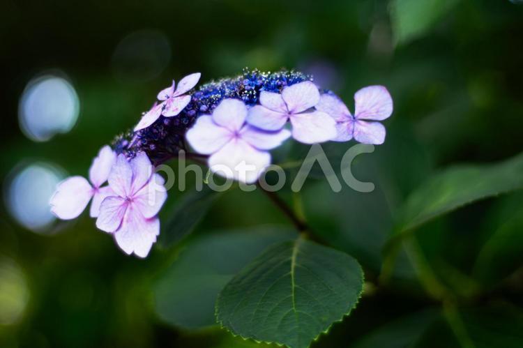 青いガクアジサイ　クローズアップ ガクアジサイ,額紫陽花,アジサイの写真素材