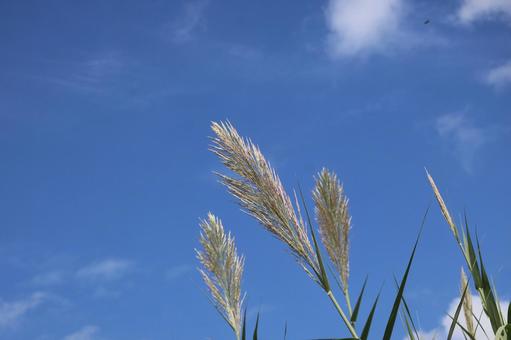 青空とフイリダンチクの風景の写真