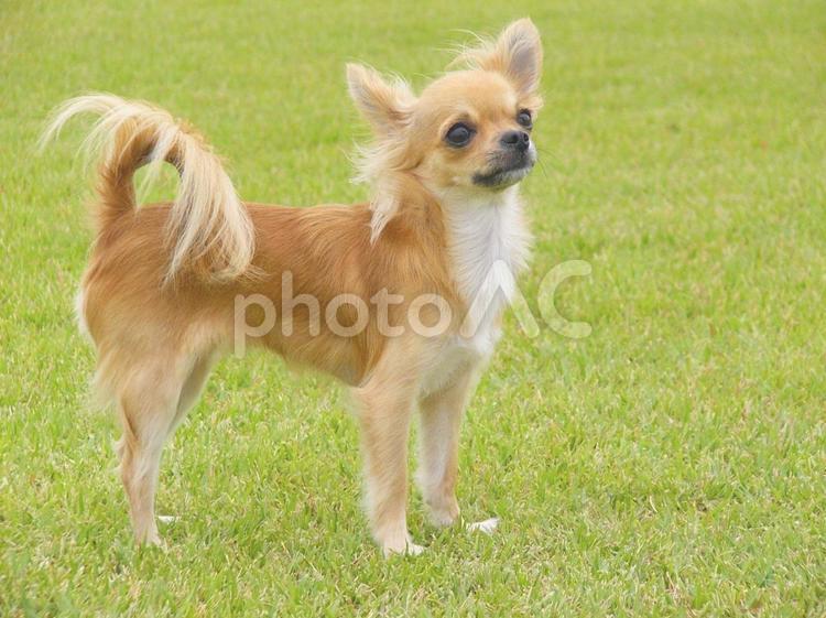 緑の芝生とチワワ チワワ,犬,ペットの写真素材