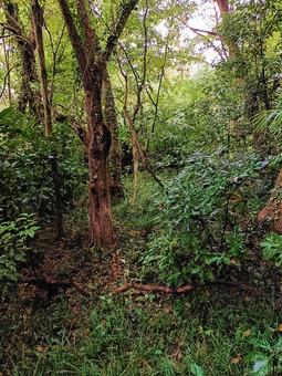 鬱蒼とした森の奥 森,雑草,自然の写真素材
