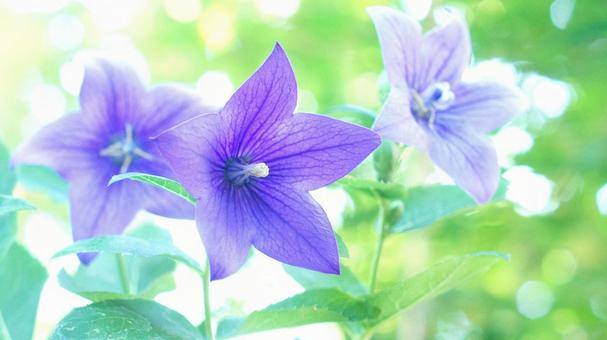 夏の花-301 夏の花-301の写真