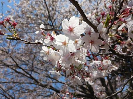 cherry blossoms, JPG cherry blossoms, JPG