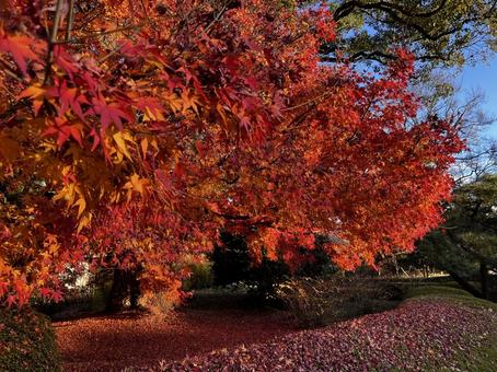 紅葉 紅葉の写真