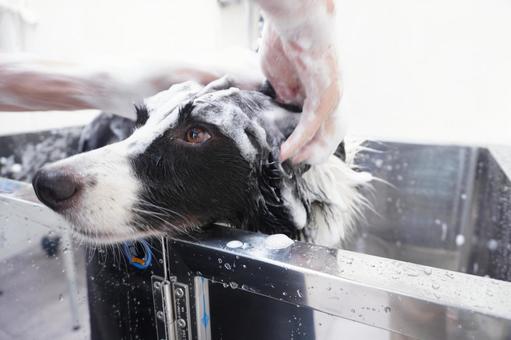 トリミング 中型犬のシャンプー ドッグバス,トリミング,トリマーの写真素材
