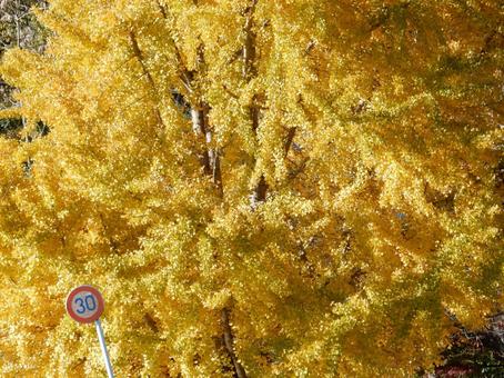 【紅葉写真】イチョウの黄葉 イチョウ,銀杏,黄葉の写真素材