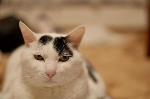 黒ぶちの猫 黒ぶちの猫の写真