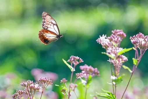 飛びながらフジバカマを探すアサギマダラ アサギマダラ,浅葱斑,渡り蝶の写真素材