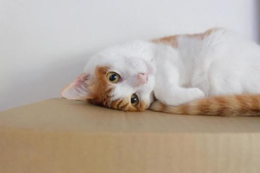 段ボールタワーと猫_05 段ボールタワーと猫_05 猫画像,ねこ写真,段ボールの写真素材