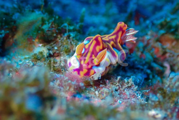 逗子・小坪　ミラミアウミウシ スキューバーダイビング,ダイビング,水中の写真素材