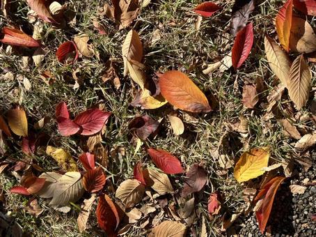 秋 秋,紅葉,落ち葉の写真素材