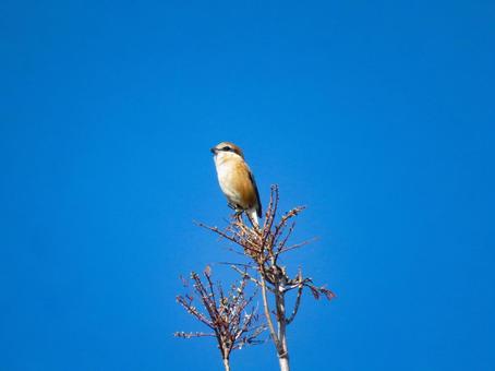 枝の先端に留まるモズのオス モズ,野鳥,動物の写真素材
